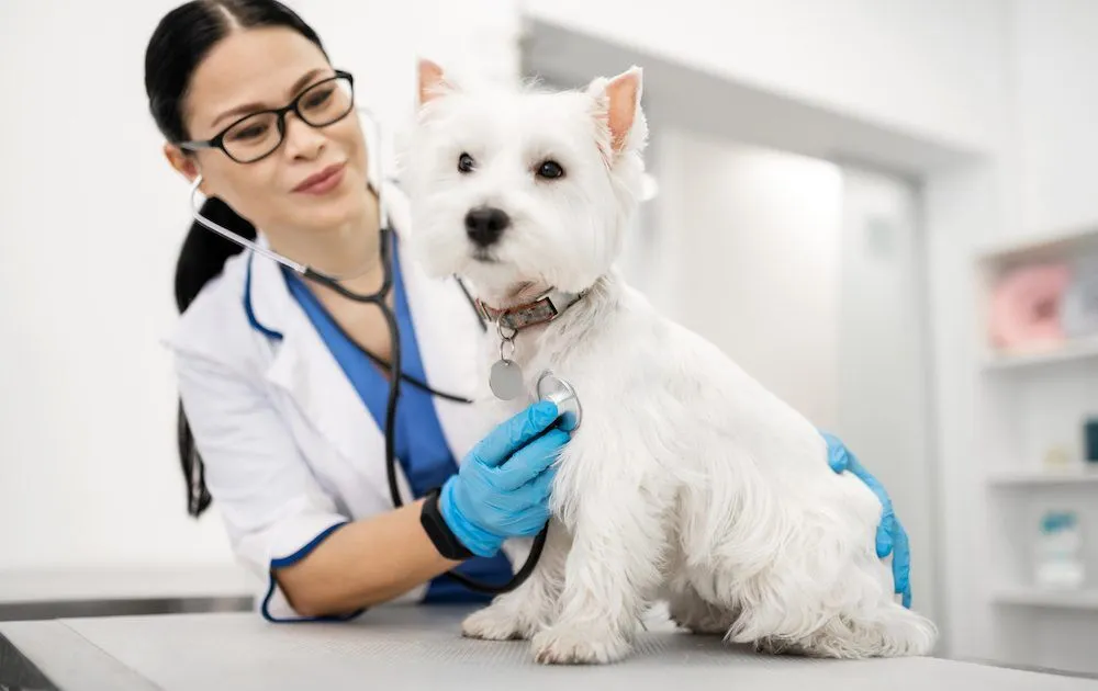 Vet Consultation