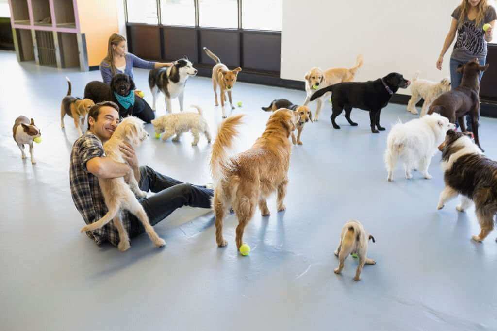 Dog Daycare