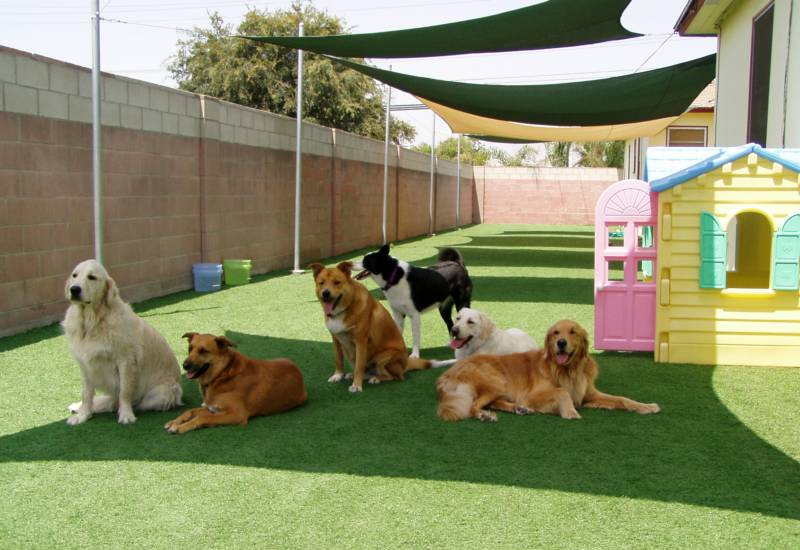 Dog Boarding