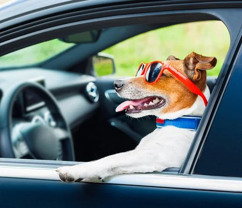 Pet Transport